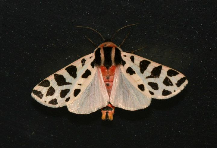 Falena leopardata..Cymbalophora pudica